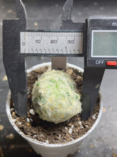 Load image into Gallery viewer, Mammillaria plumosa
