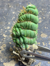Load image into Gallery viewer, Eulychnia castanae fa. Varispiralis crested
