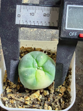 Load image into Gallery viewer, Lophophora peyote Variegated
