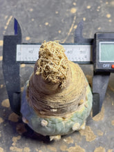 Load image into Gallery viewer, Lophophora peyote
