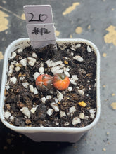 Load image into Gallery viewer, Astrophytum asterias Variegated
