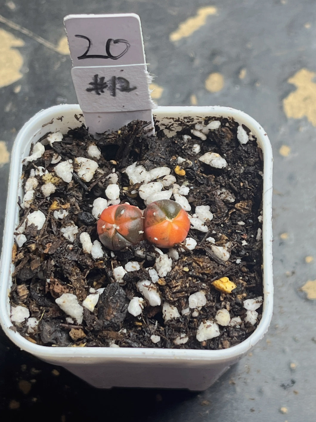 Astrophytum asterias Variegated