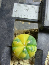 Load image into Gallery viewer, Astrophytum asterias Variegated
