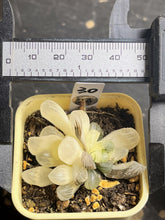 Load image into Gallery viewer, Haworthia variegated
