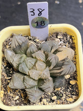 Load image into Gallery viewer, Haworthia variegated
