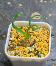 Load image into Gallery viewer, Albuca concordiana
