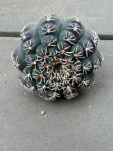 Load image into Gallery viewer, Gymnocalycium quehlianum
