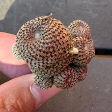 Load image into Gallery viewer, Rebutia heliosa
