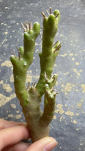 Load image into Gallery viewer, Othonna euphorbioide
