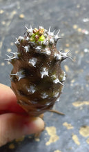 Load image into Gallery viewer, Euphorbia pachypodioides
