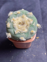 Load image into Gallery viewer, Lophophora peyote
