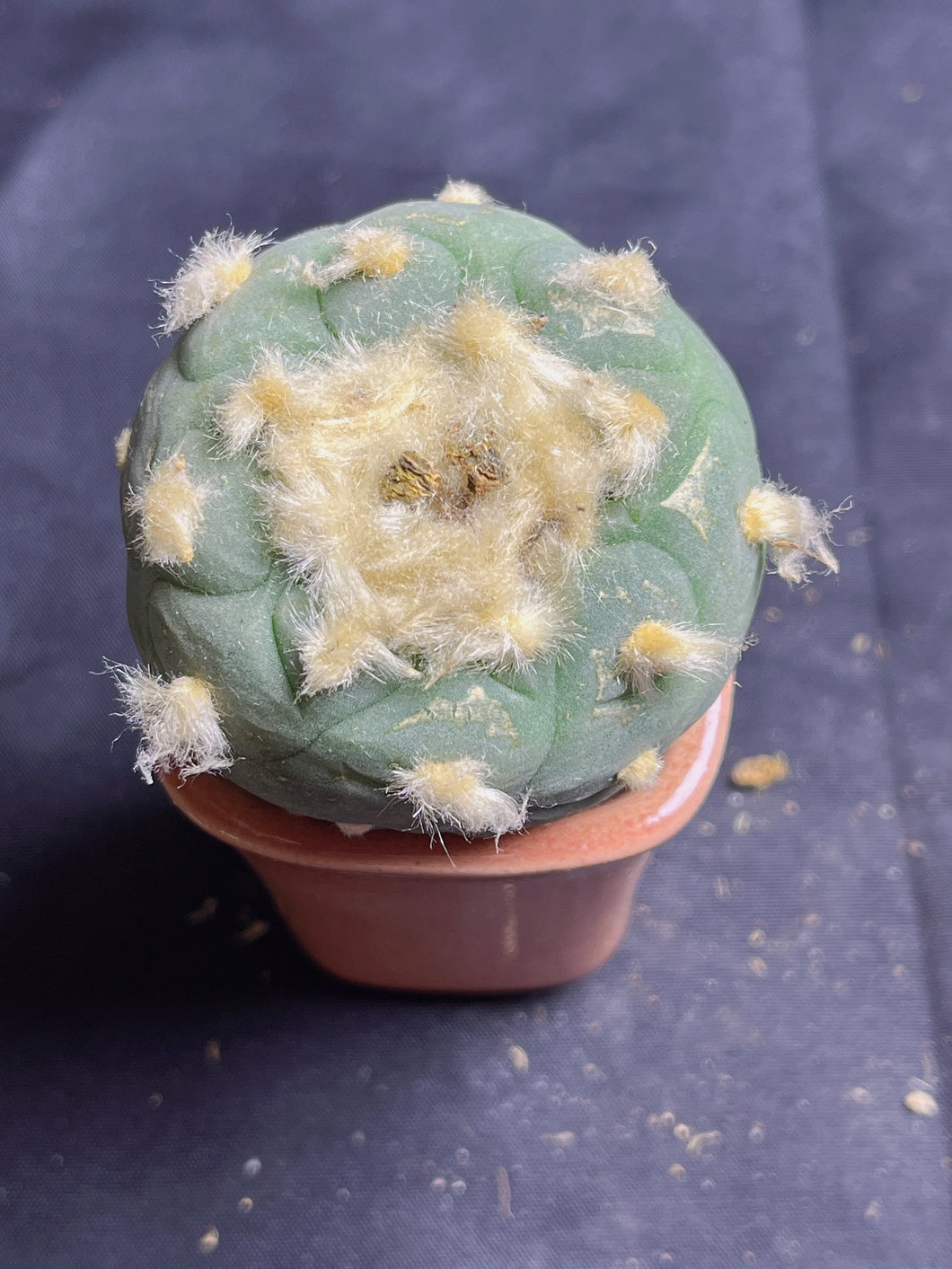 Lophophora peyote