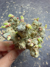 Load image into Gallery viewer, Phyllobolus resurgens
