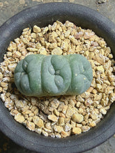 Load image into Gallery viewer, Lophophora peyote crested
