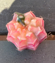 Load image into Gallery viewer, Gymnocalycium mihanovichii f. variegata
