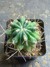 Load image into Gallery viewer, Glandulicactus Unicatus
