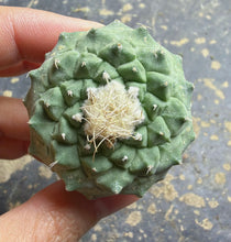 Load image into Gallery viewer, Strombocactus disciformis
