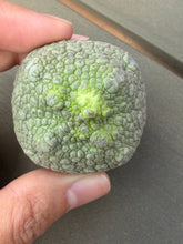 Load image into Gallery viewer, Pseudolithos cubiformis
