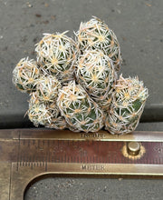 Load image into Gallery viewer, Escobaria cactus E.minima
