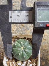 Load image into Gallery viewer, Astrophytum asterias
