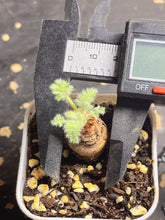 Load image into Gallery viewer, Pelargonium Triste
