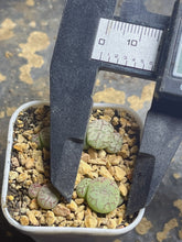 Load image into Gallery viewer, Conophytum Altile（each）
