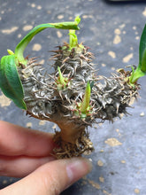 Load image into Gallery viewer, Euphorbia parvimedusae
