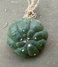 Load image into Gallery viewer, Astrophytum asterias cv. Kikko
