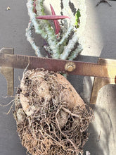 Load image into Gallery viewer, Euphorbia suzannae-marnierae
苏珊娜
