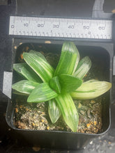 Load image into Gallery viewer, Haworthia heidelbergensis variegated
