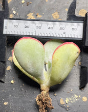 Load image into Gallery viewer, Cotyledon orbiculata &#39;Hakubi
