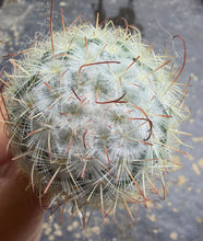Load image into Gallery viewer, Mammillaria
