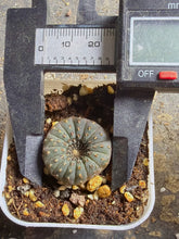 Load image into Gallery viewer, Frailea asterioides
