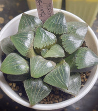 Load image into Gallery viewer, Haworthia Crystal Ball
