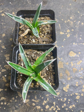 Load image into Gallery viewer, Agave Victoriae-Reginae（each)
