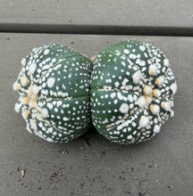 Load image into Gallery viewer, Astrophytum asterias
