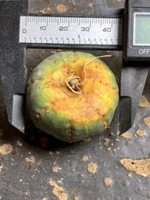 Load image into Gallery viewer, Euphorbia obesa
