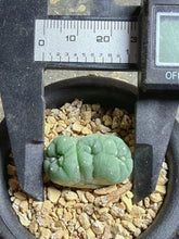Load image into Gallery viewer, Lophophora peyote crested
