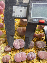 Load image into Gallery viewer, Lithops Salicola
