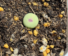 Load image into Gallery viewer, Conophytum pageae SE
