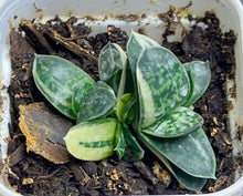 Load image into Gallery viewer, Gasteria gracilis variegata
