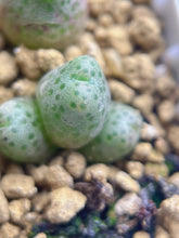 Load image into Gallery viewer, Conophytum marginatum ssp.
