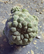 Load image into Gallery viewer, Copiapoa hypogea (Lizard skin)
