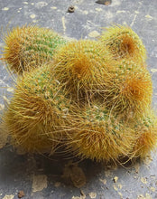 Load image into Gallery viewer, Parodia leninghausii
