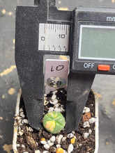 Load image into Gallery viewer, Astrophytum asterias Variegated
