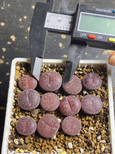 Load image into Gallery viewer, Lithops lesliei ‘ Fred’s Redhead 
 (each)
