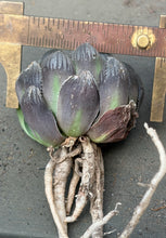 Load image into Gallery viewer, Haworthia
