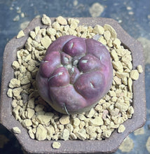 Load image into Gallery viewer, CORYPHANTHA ELEPHANTIDENS CV. INERMIS “Purple “
