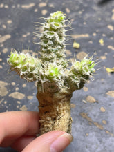 Load image into Gallery viewer, Euphorbia tulearensis
