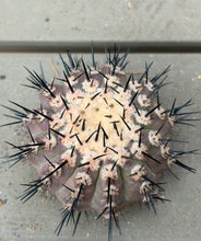 Load image into Gallery viewer, Copiapoa cinerea

